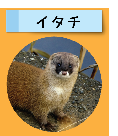 はっけん！こうえんのいきもの【イタチ】