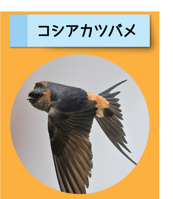 はっけん！こうえんのいきもの【コシアカツバメ】