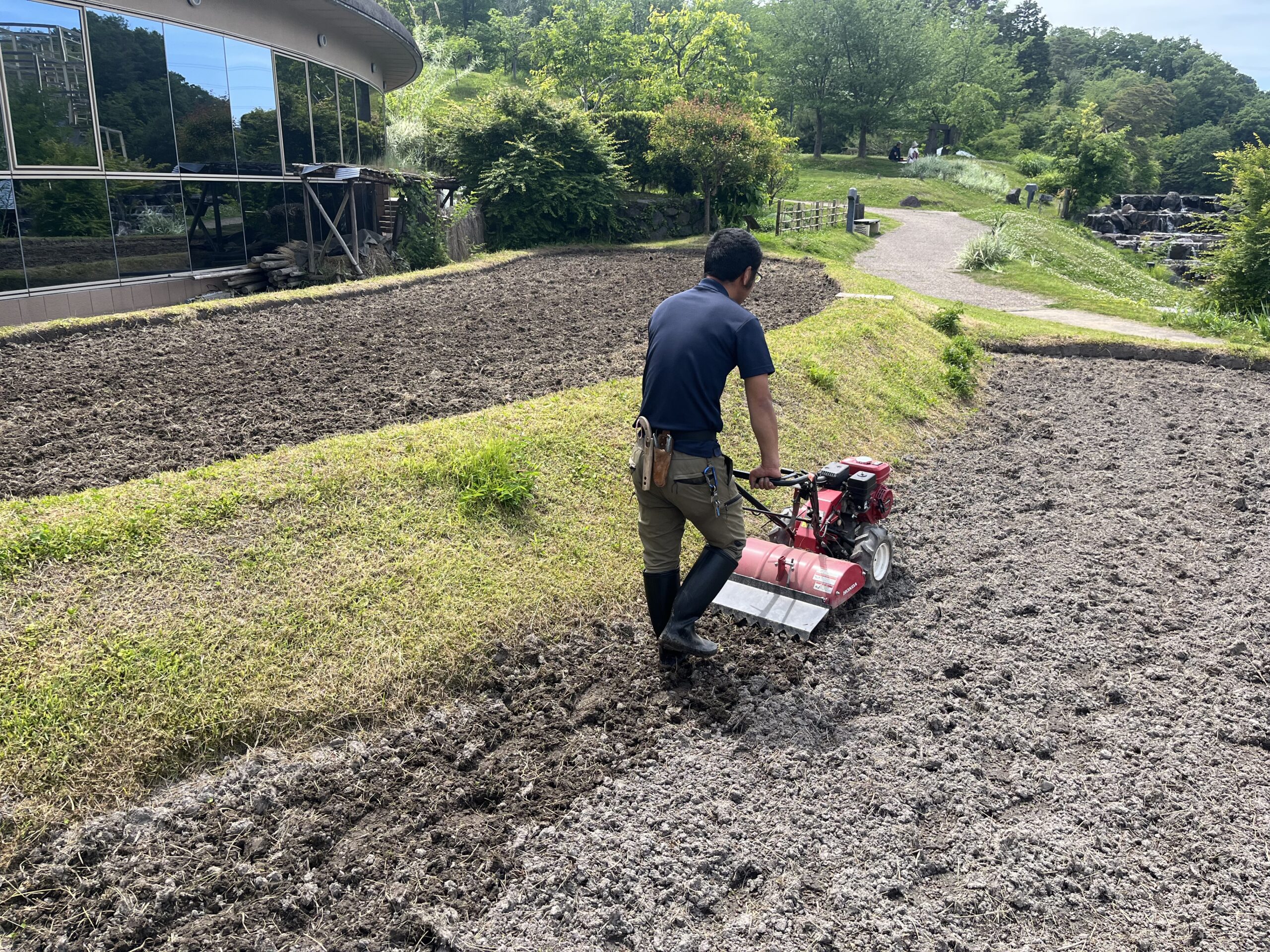 【水景園の見どころ】水田のおはなし～苗代編～