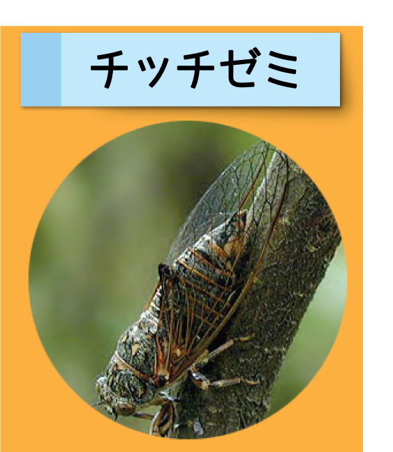 はっけん！こうえんのいきもの【チッチゼミ】