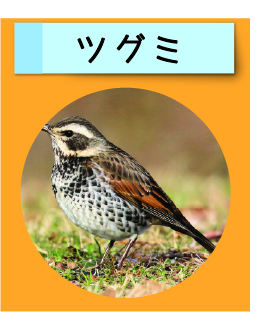 はっけん！こうえんのいきもの【ツグミ】