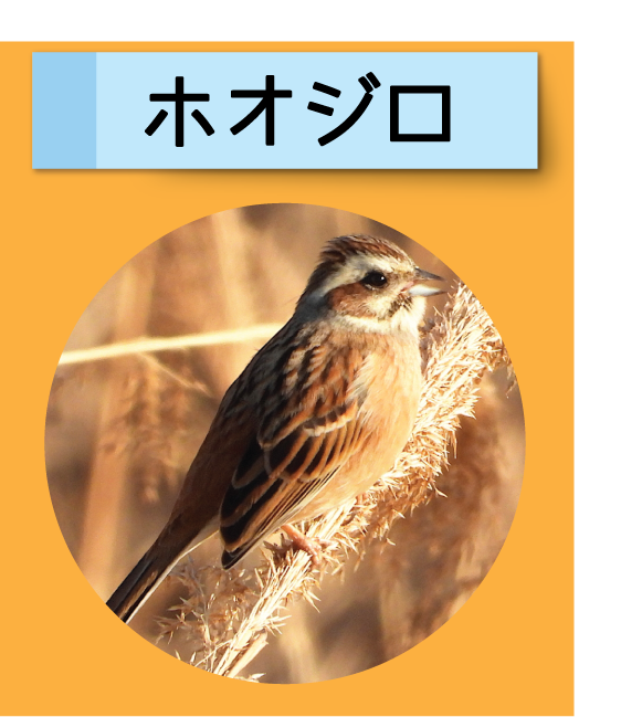 はっけん！こうえんのいきもの【ホオジロ】