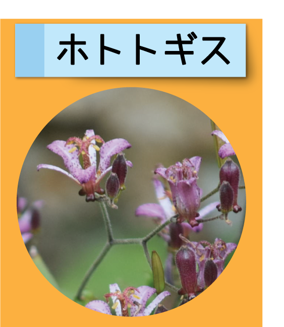 はっけん！こうえんのいきもの【ホトトギス】