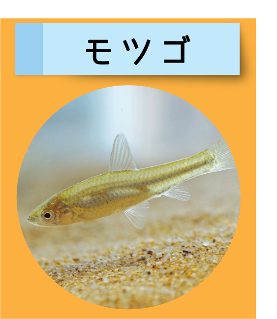 はっけん！こうえんのいきもの【モツゴ】