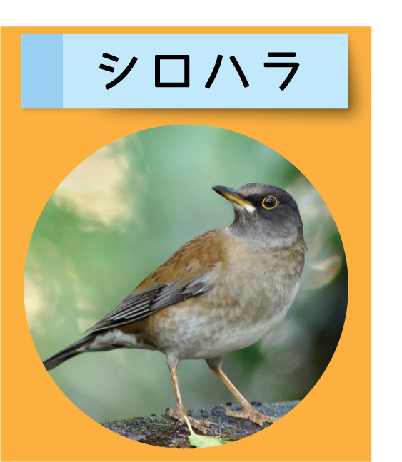 はっけん！こうえんのいきもの【シロハラ】