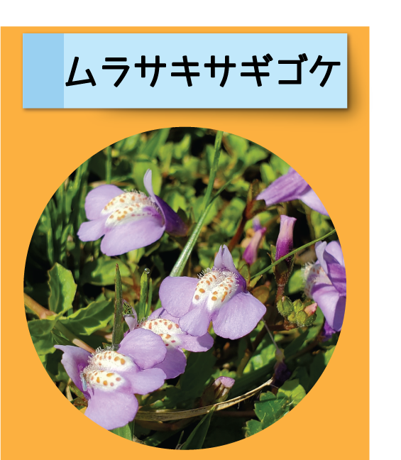はっけん！こうえんのいきもの【ムラサキサギゴケ】