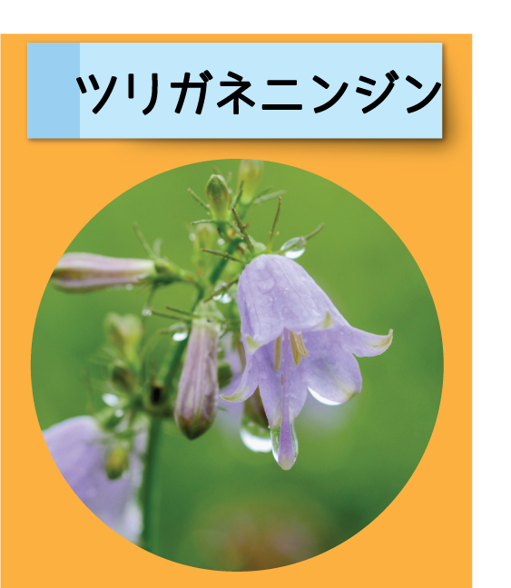 はっけん！こうえんのいきもの【ツリガネニンジン】