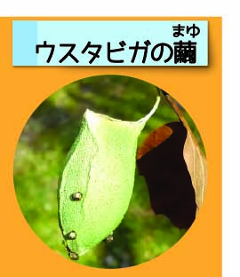 はっけん！こうえんのいきもの【ウスタビガの繭】