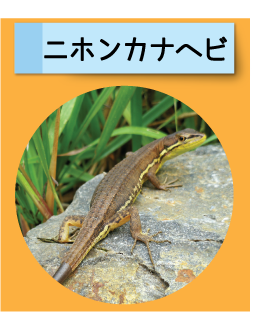 はっけん！こうえんのいきもの【ニホンカナヘビ】