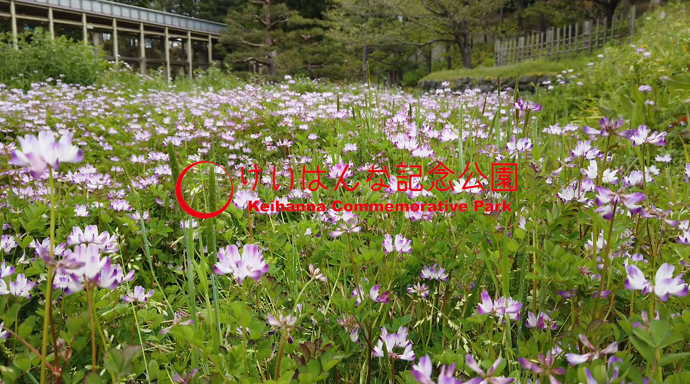 【動画】水景園レポート①　４月　～田んぼのレンゲ～