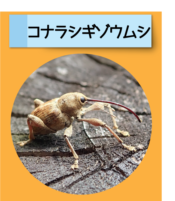 はっけん！こうえんのいきもの【コナラシギゾウムシ】