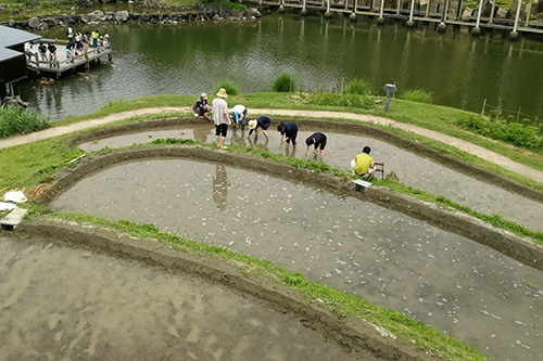 【動画】水景園レポート⑤　6月　里棚田~レンゲ畑から田植えまで~