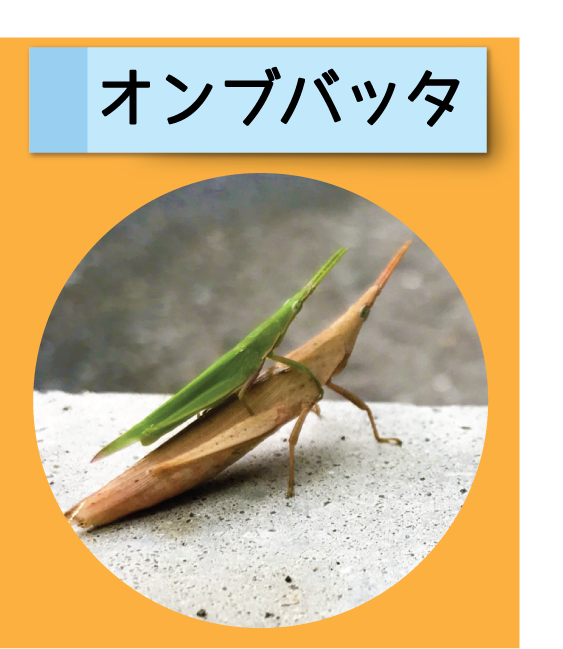 はっけん！こうえんのいきもの【オンブバッタ】