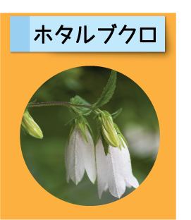 はっけん！こうえんのいきもの【ホタルブクロ】