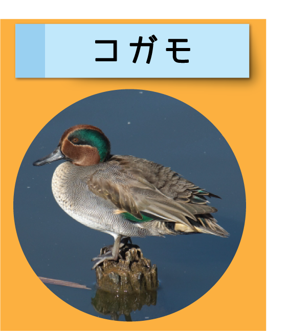 はっけん！こうえんのいきもの【コガモ】