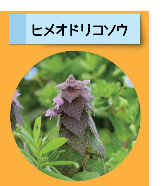 はっけん！こうえんのいきもの【ヒメオドリコソウ】