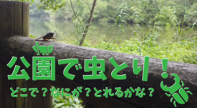 【動画】8月　公園で虫とり！
