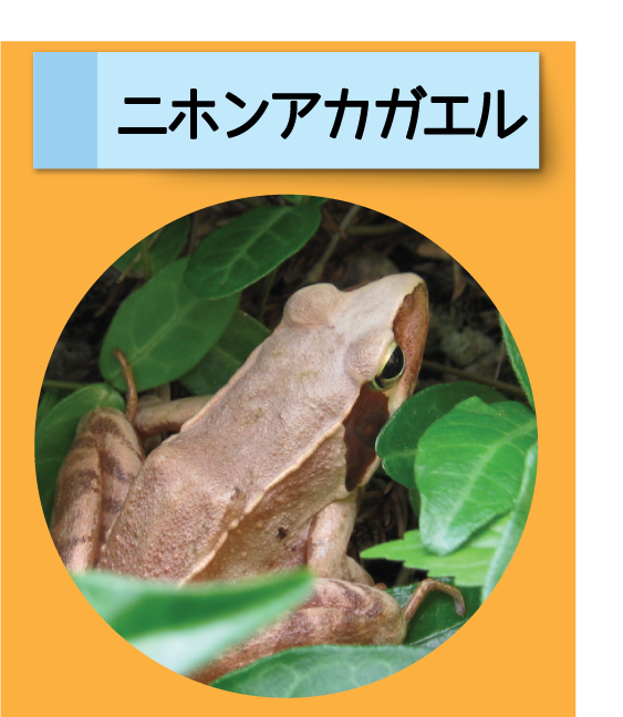 はっけん！こうえんのいきもの【ニホンアカガエル】