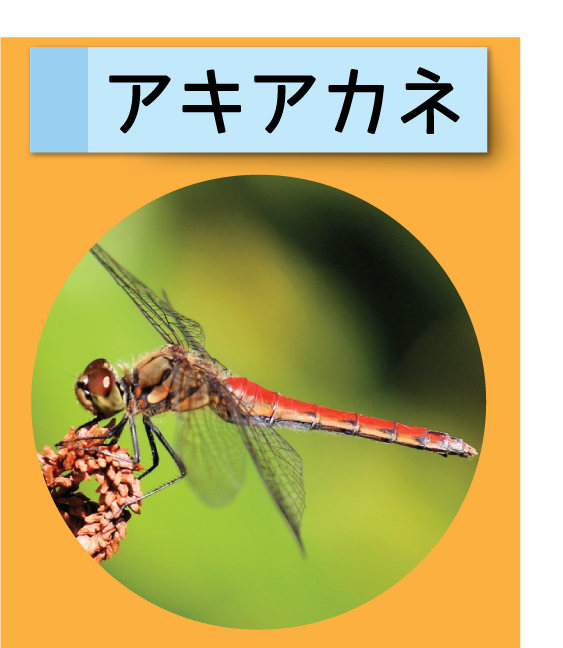 はっけん！こうえんのいきもの【アキアカネ】