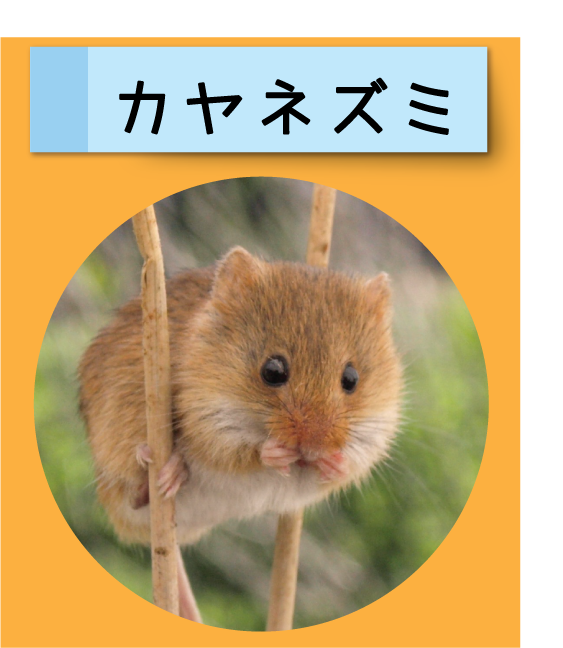 はっけん！こうえんのいきもの【カヤネズミ】