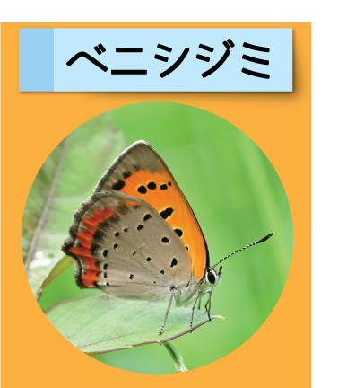 はっけん！こうえんのいきもの【ベニシジミ】