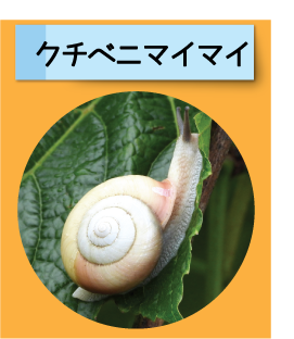 はっけん！こうえんのいきもの【クチベニマイマイ】
