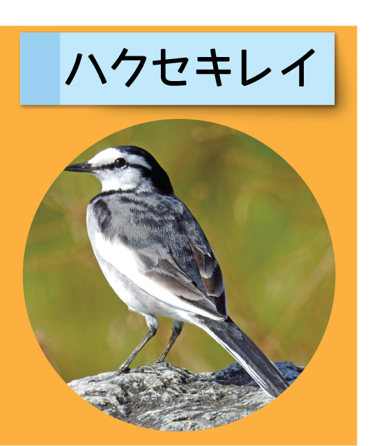 はっけん！こうえんのいきもの【ハクセキレイ】