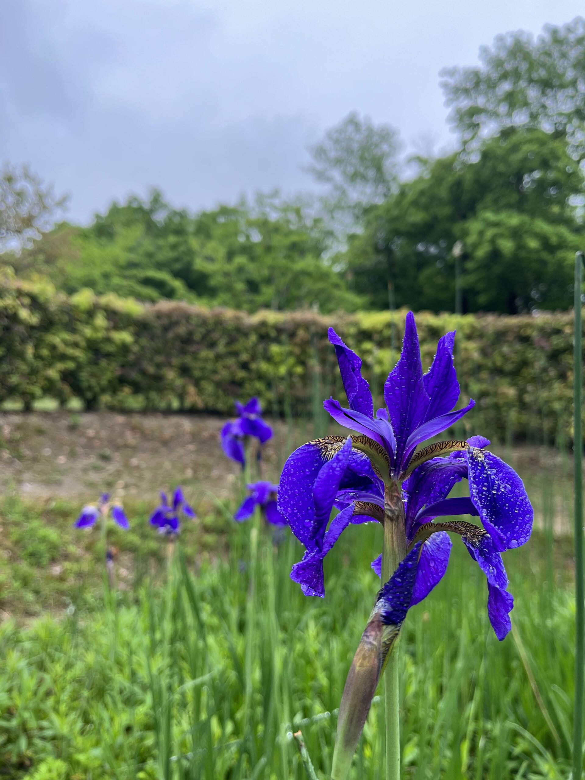 【水景園の見どころ】アヤメ科植物のおはなし