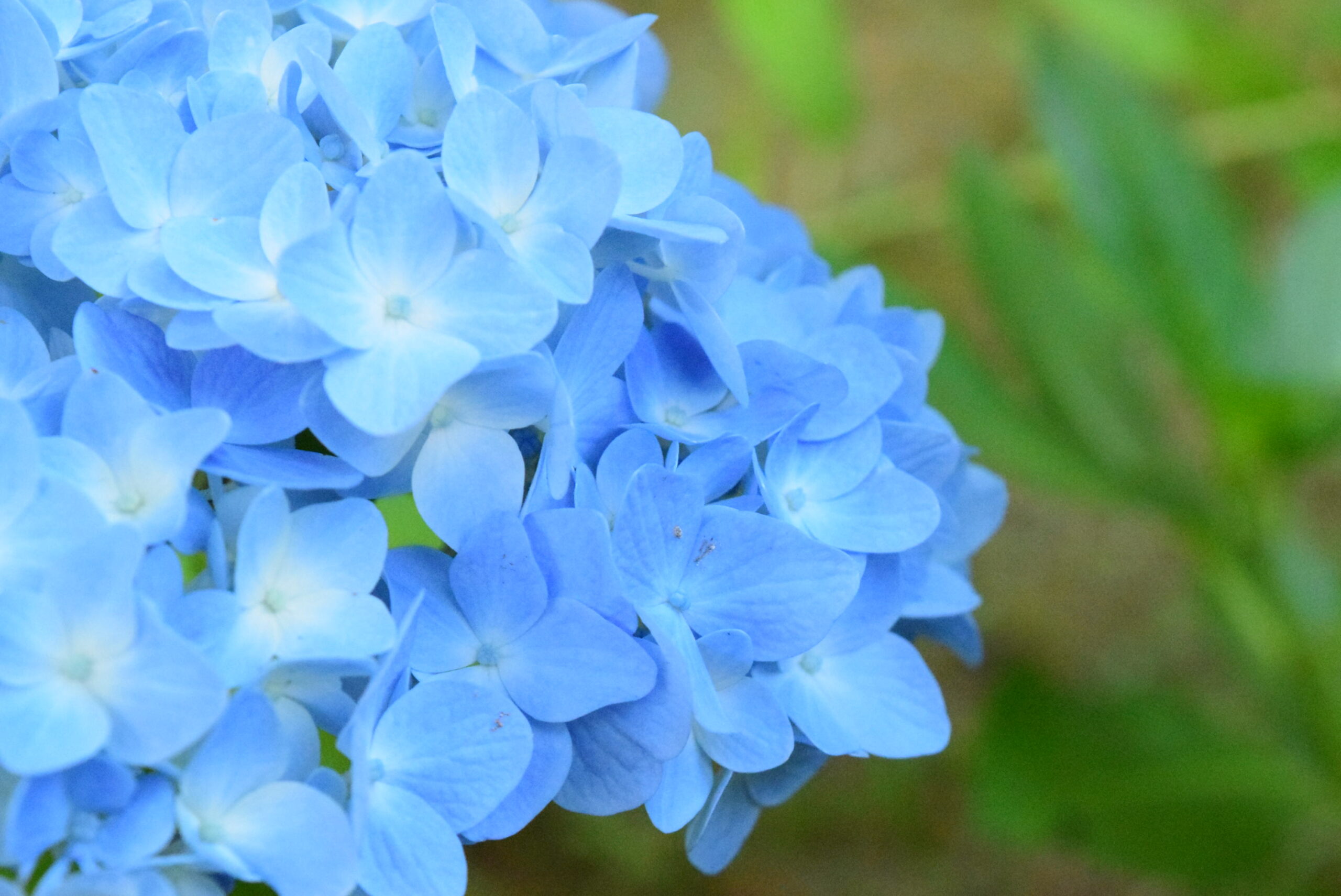 水景園の見どころ【2022.6.7芒種】