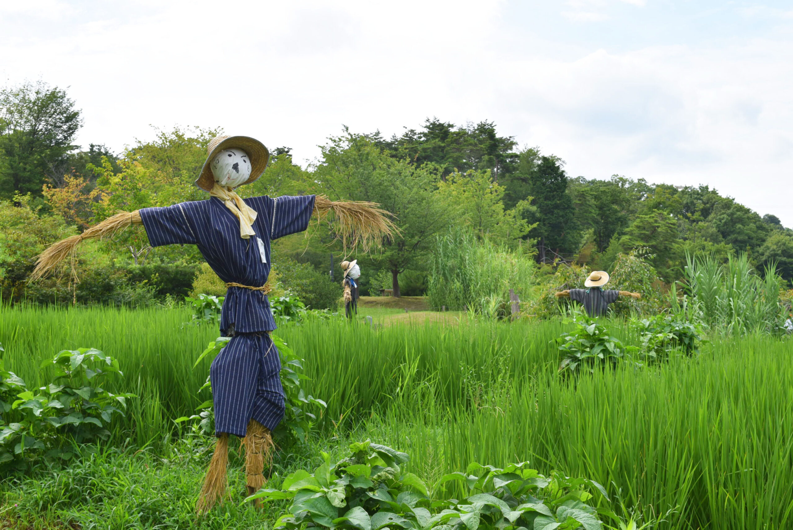 水景園の見どころ【2022.8.23処暑】