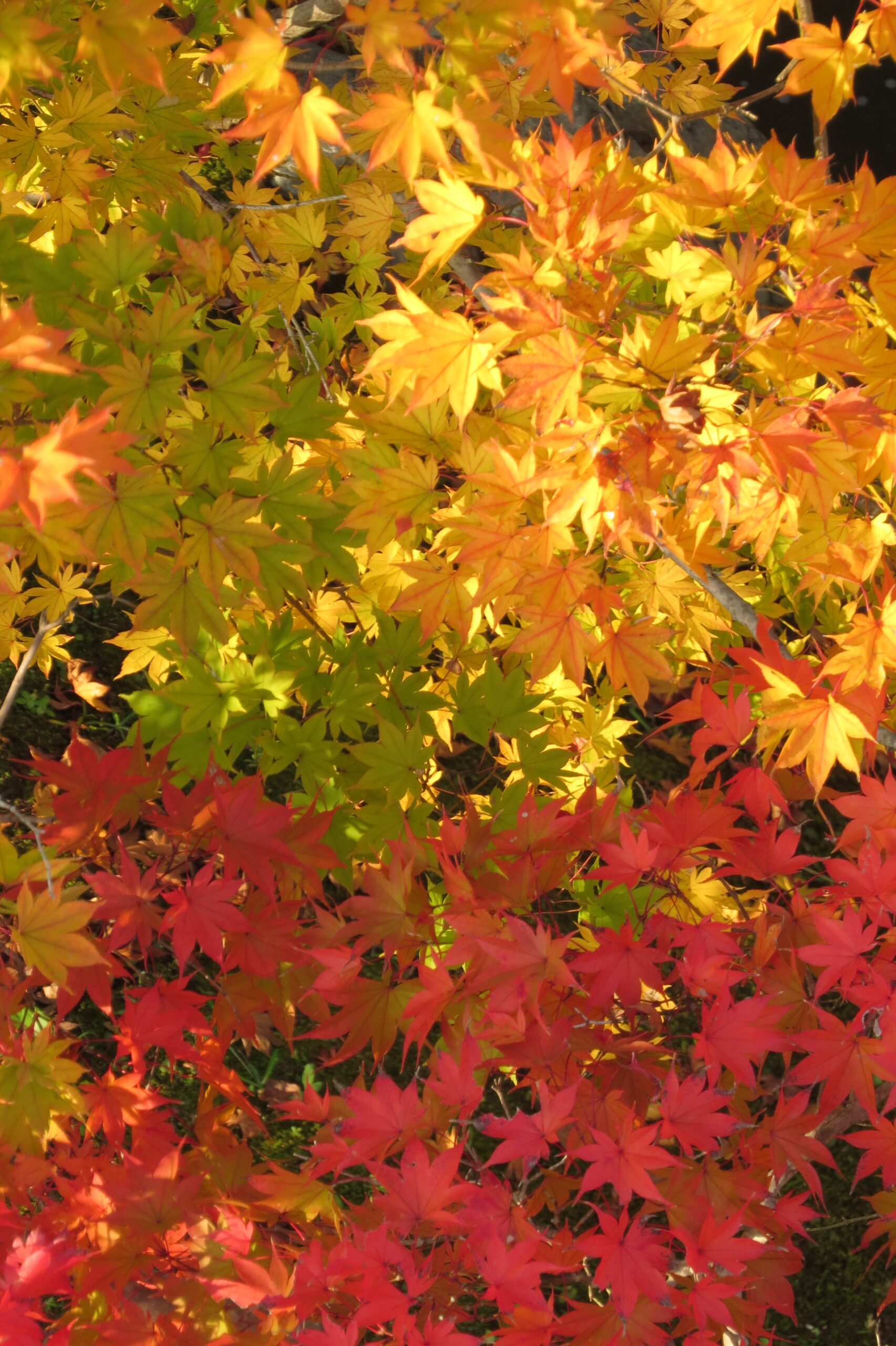 紅葉の主役、「モミジ」の秘密