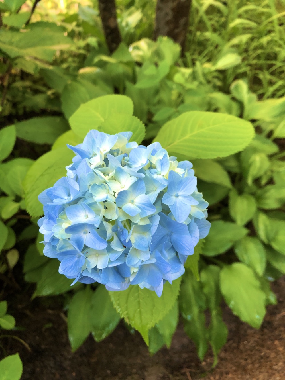 水景園の見どころ【芒種～夏至】