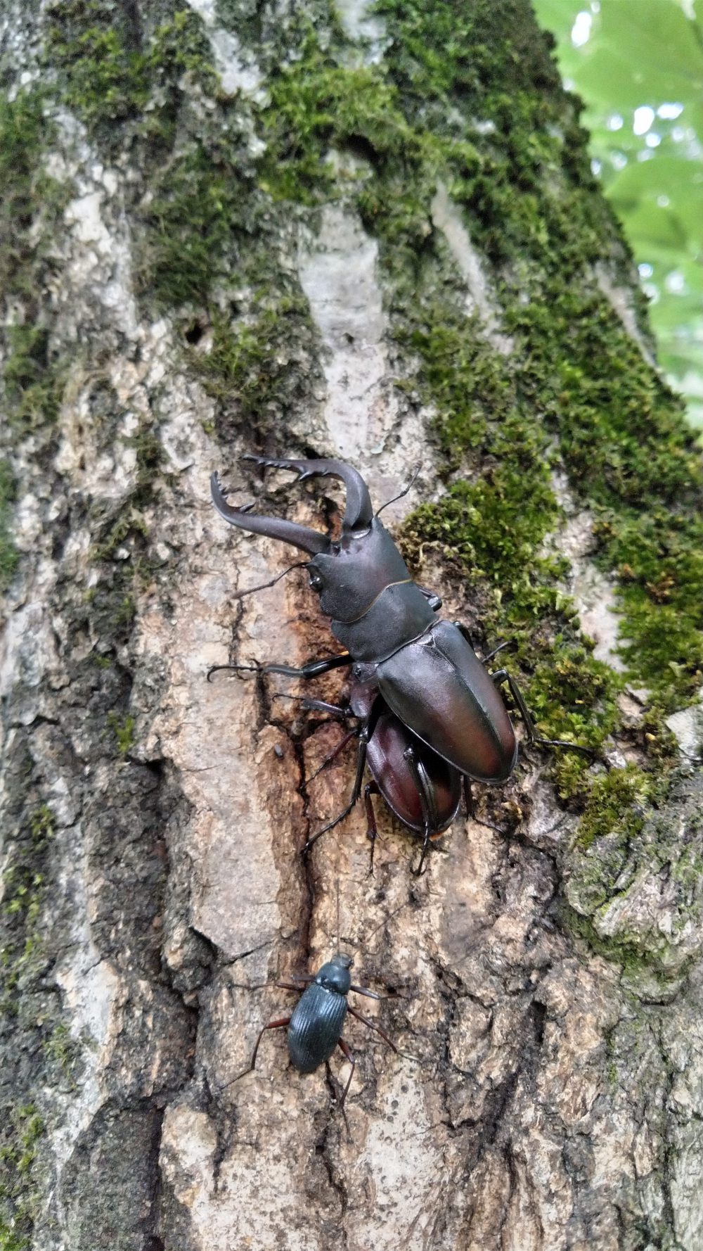 樹液にあつまる昆虫たち
