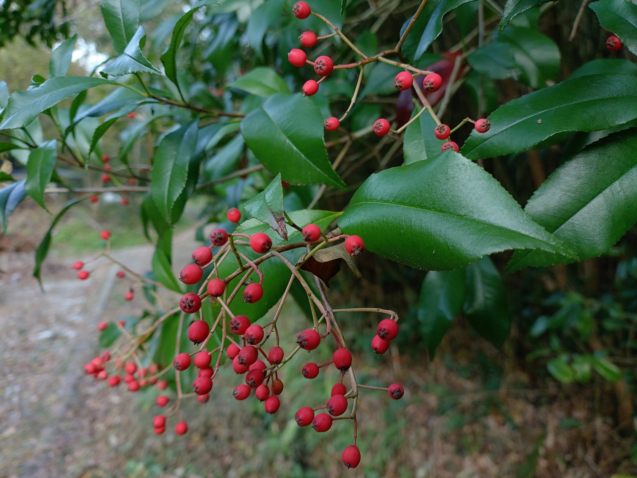 冬の木の実はだれのもの？