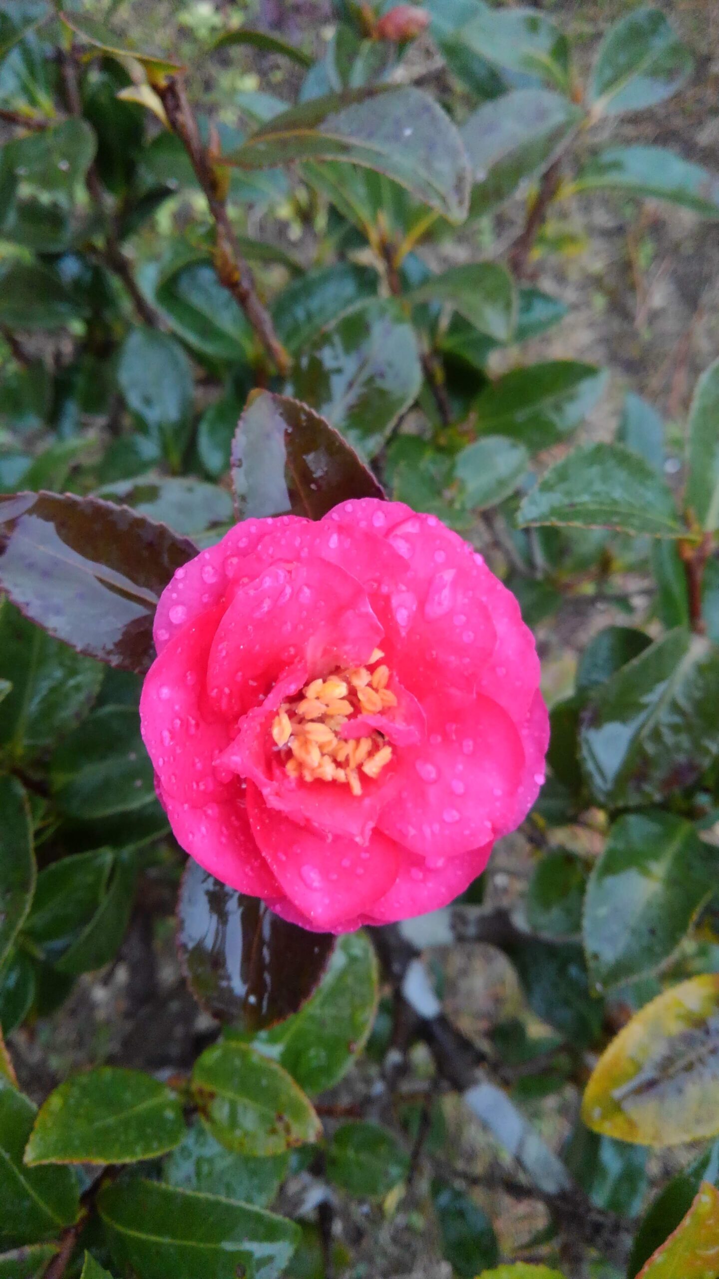 冬に咲く花はだれのもの？