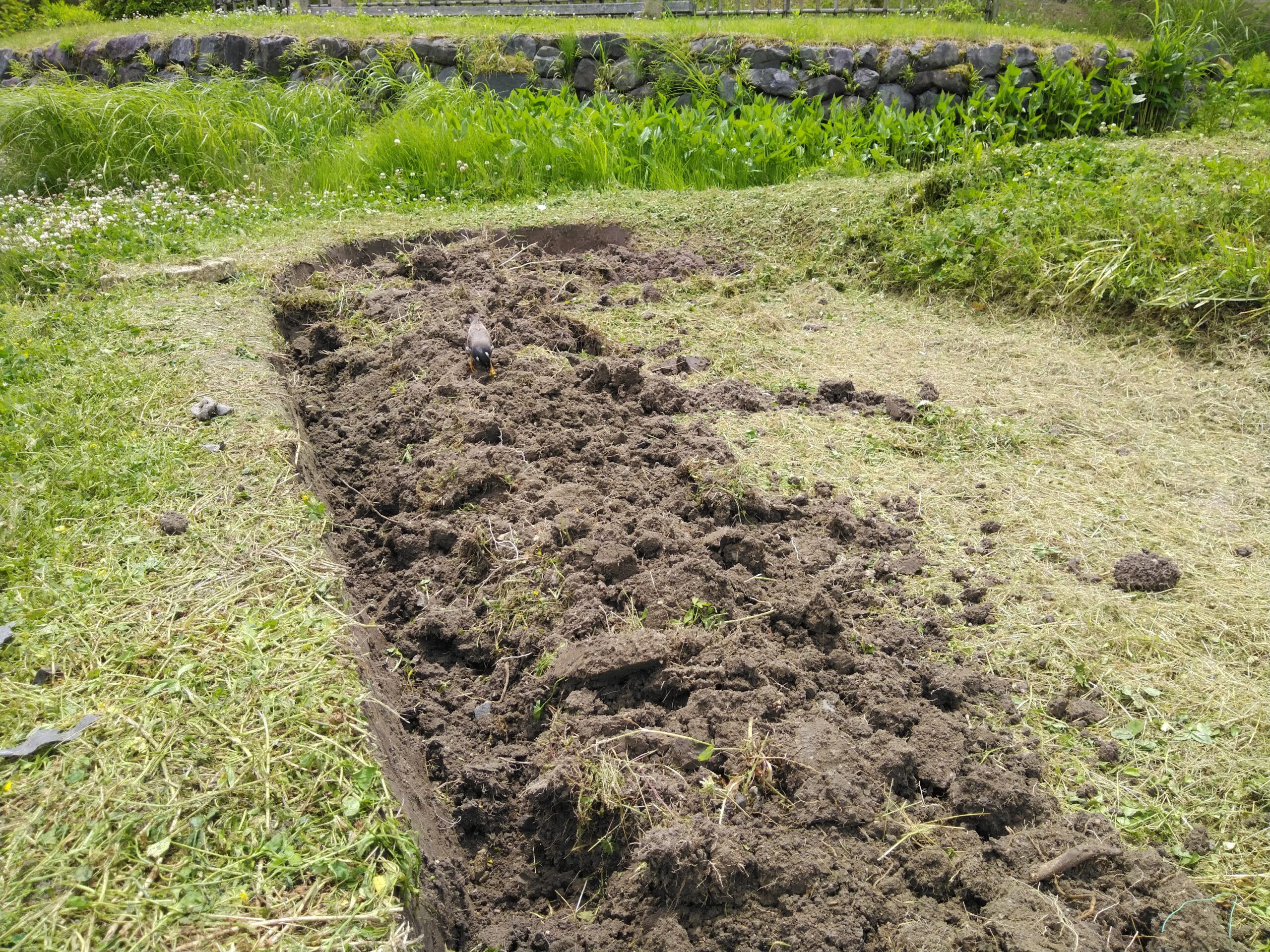 立夏　～田植えの準備と生き物たち～