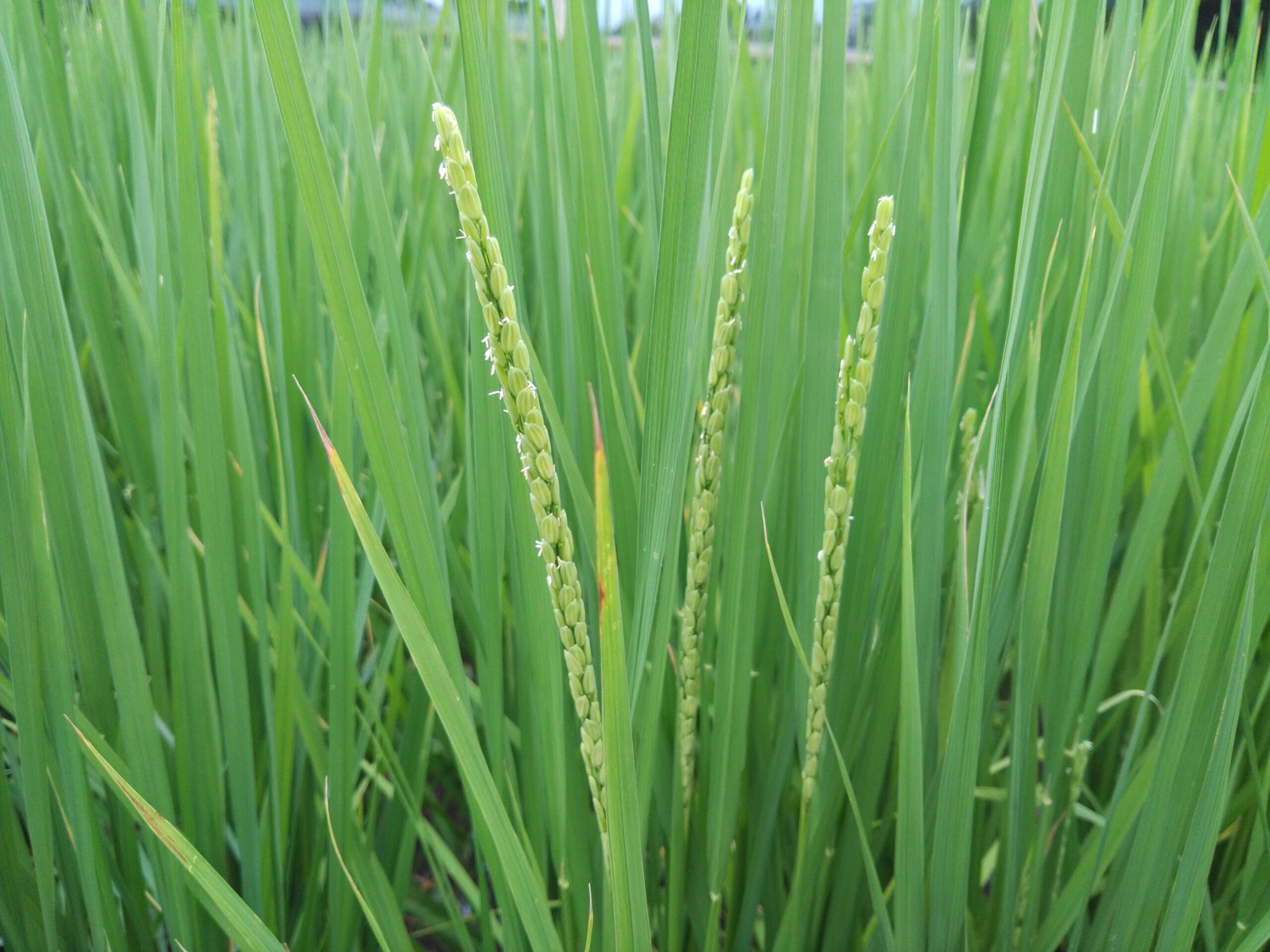 イネの花とそっくりさんたち