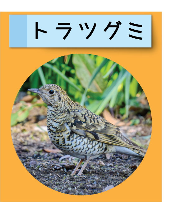 はっけん！こうえんのいきもの【トラツグミ】