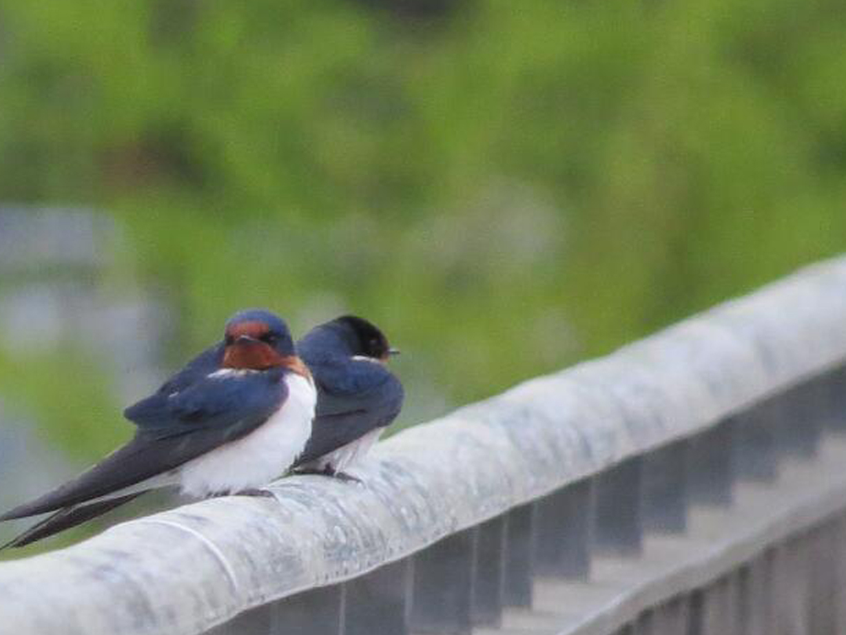 玄鳥至る～つばめきたる～