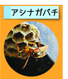 はっけん！こうえんのいきもの【アシナガバチ】