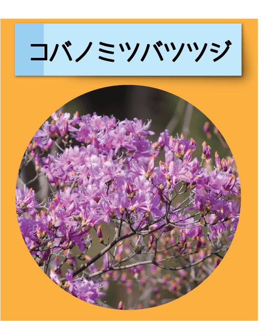 はっけん！こうえんのいきもの【コバノミツバツツジ】