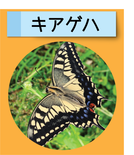 はっけん！こうえんのいきもの【キアゲハ】