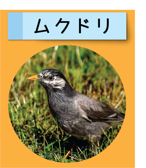 はっけん！こうえんのいきもの【ムクドリ】