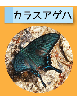 はっけん！こうえんのいきもの【カラスアゲハ】