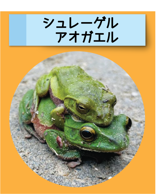 はっけん！こうえんのいきもの【シュレーゲルアオガエル】
