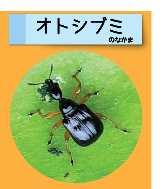 はっけん！こうえんのいきもの【オトシブミ】