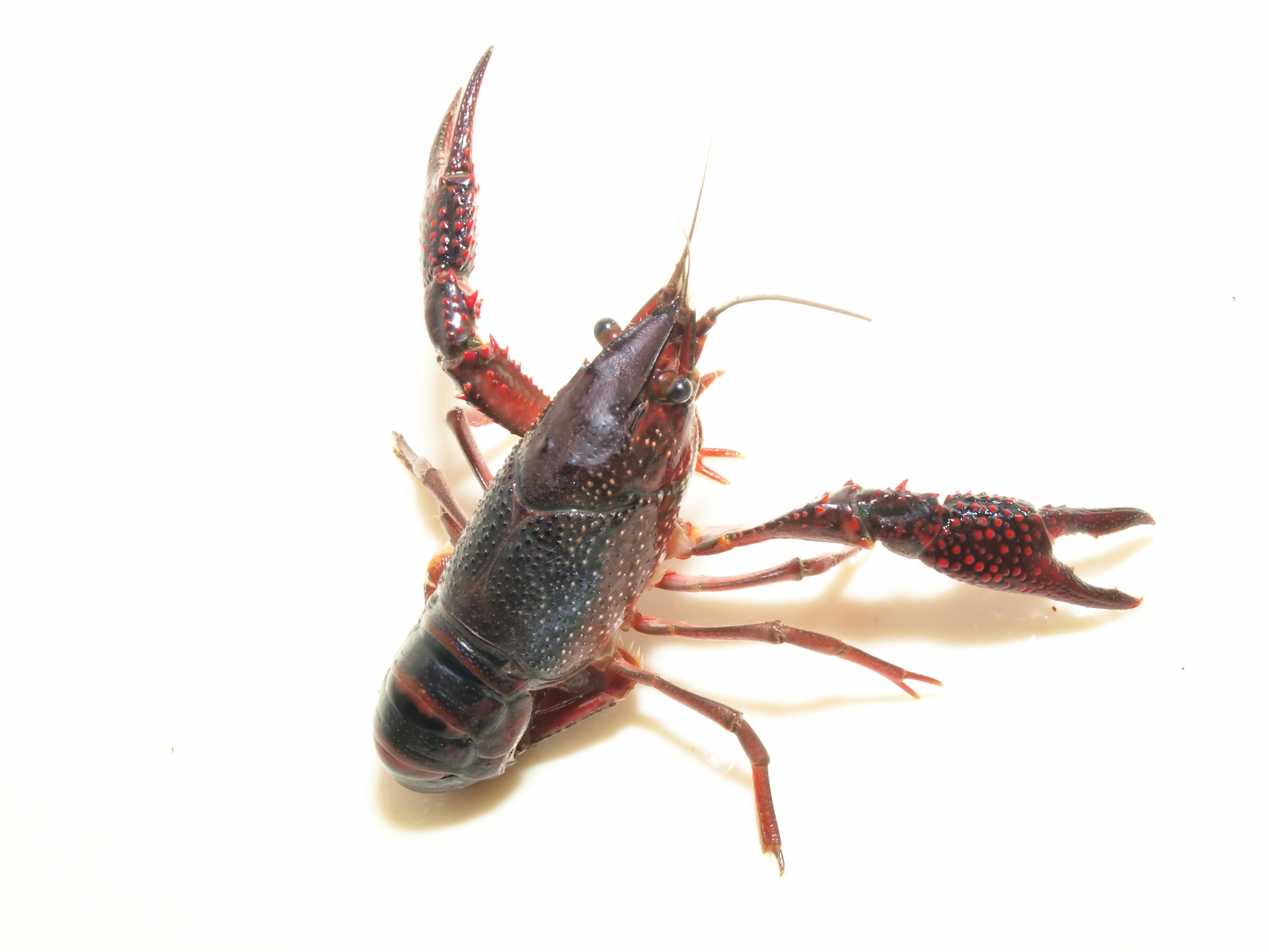 アメリカザリガニとアカミミガメ