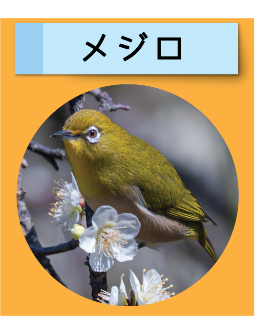 はっけん！こうえんのいきもの【メジロ】