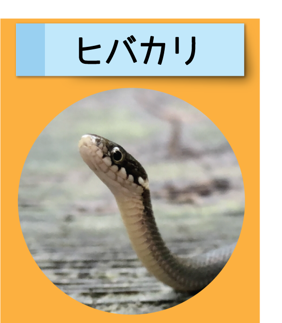 はっけん！こうえんのいきもの【ヒバカリ】