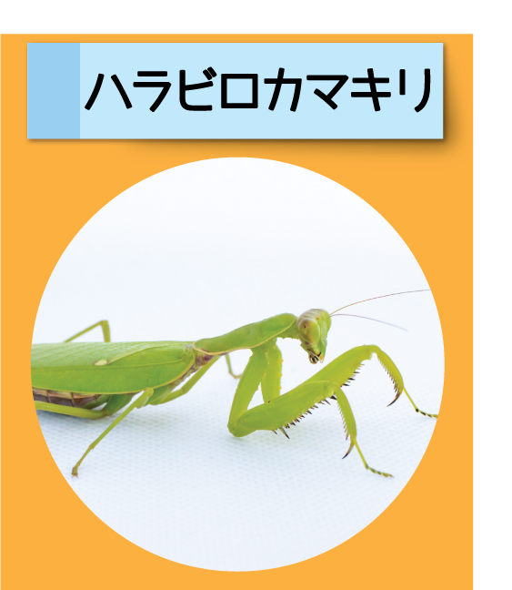 はっけん！こうえんのいきもの【ハラビロカマキリ】
